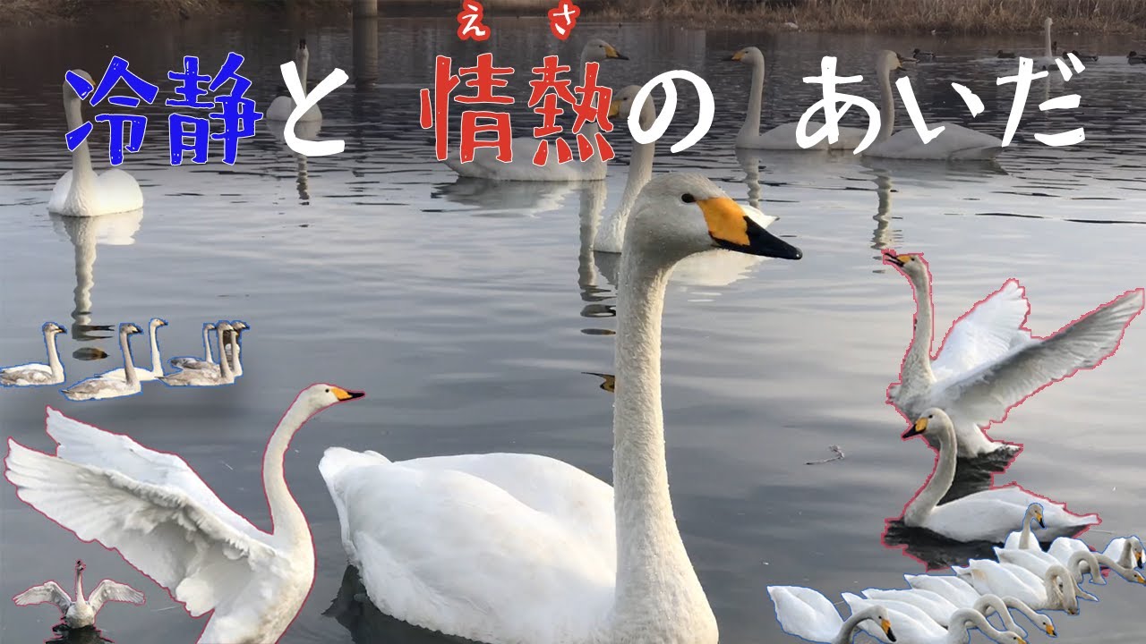 【はためく翼】白鳥の大群、餌付けに大興奮【轟く鳴き声】【Fluttering wings】Large flock of swans,Excited about feeding【Roaring cry】