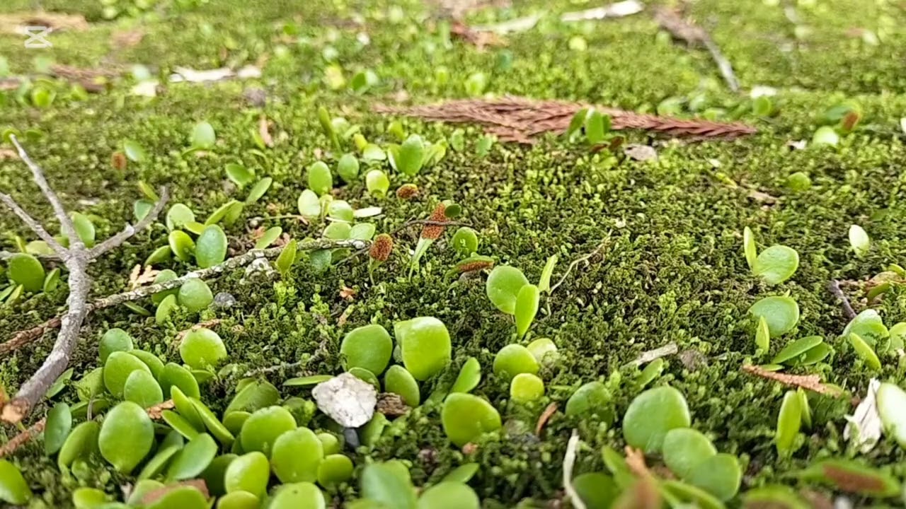 Japanese Moss Forest Ambience 🌿Relaxing Nature Sounds for Sleep & Study (2 Hours)