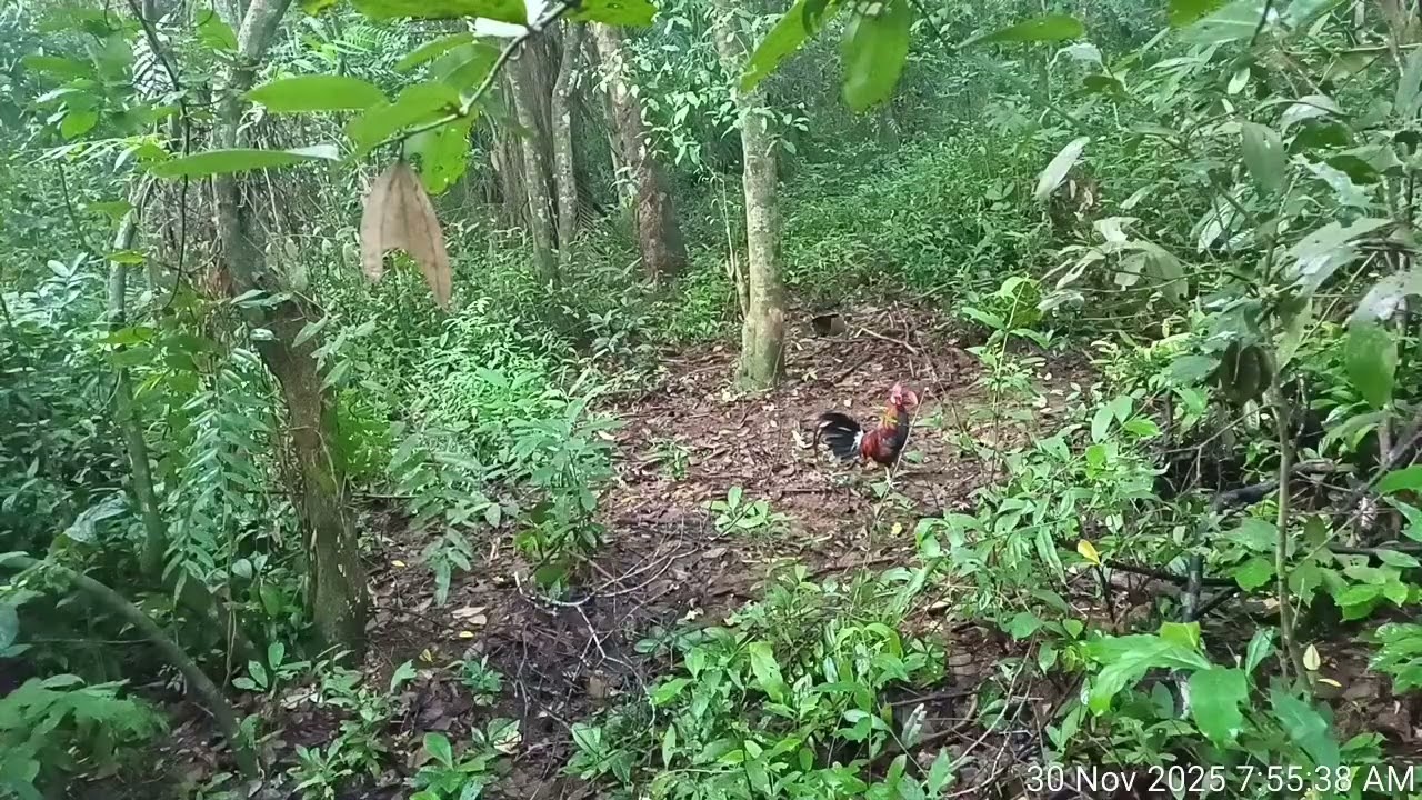 Ayam hutan kejut joki