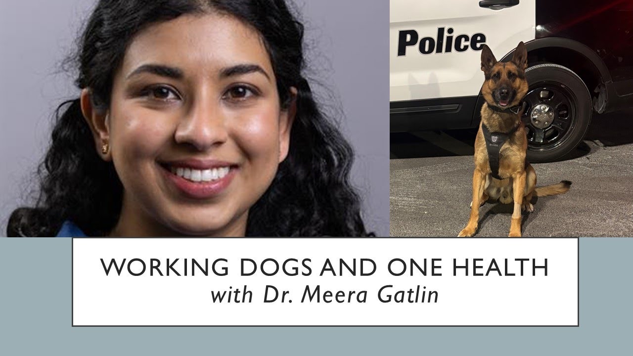 Working Dogs and One Health