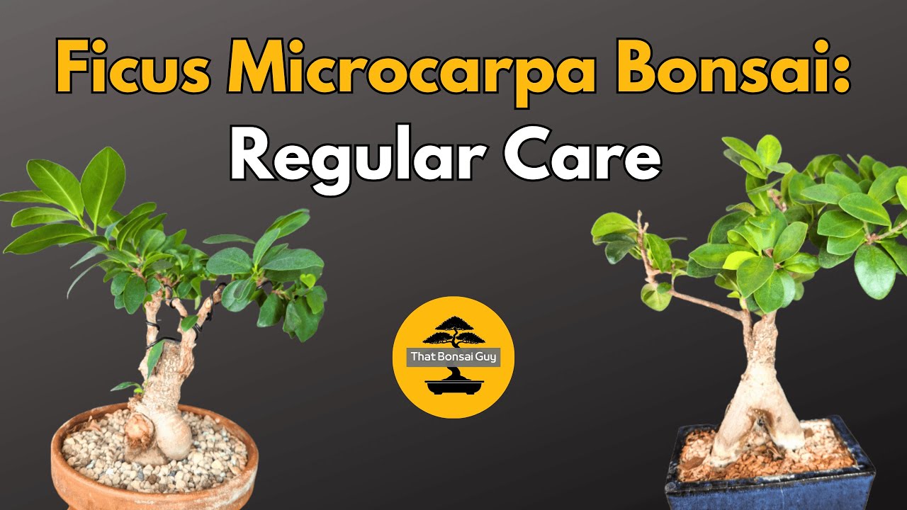 Ficus Microcarpa Bonsai: Regular Care for Two Trees