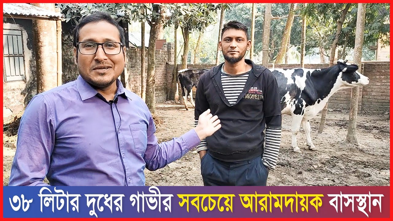 ৩৮+ লিটার দুধের গাভীর আরামদায়ক বাসস্থান | কম খরচে গরুর খামার ও উন্নত জাতের গরুর খামার পরিকল্পনা