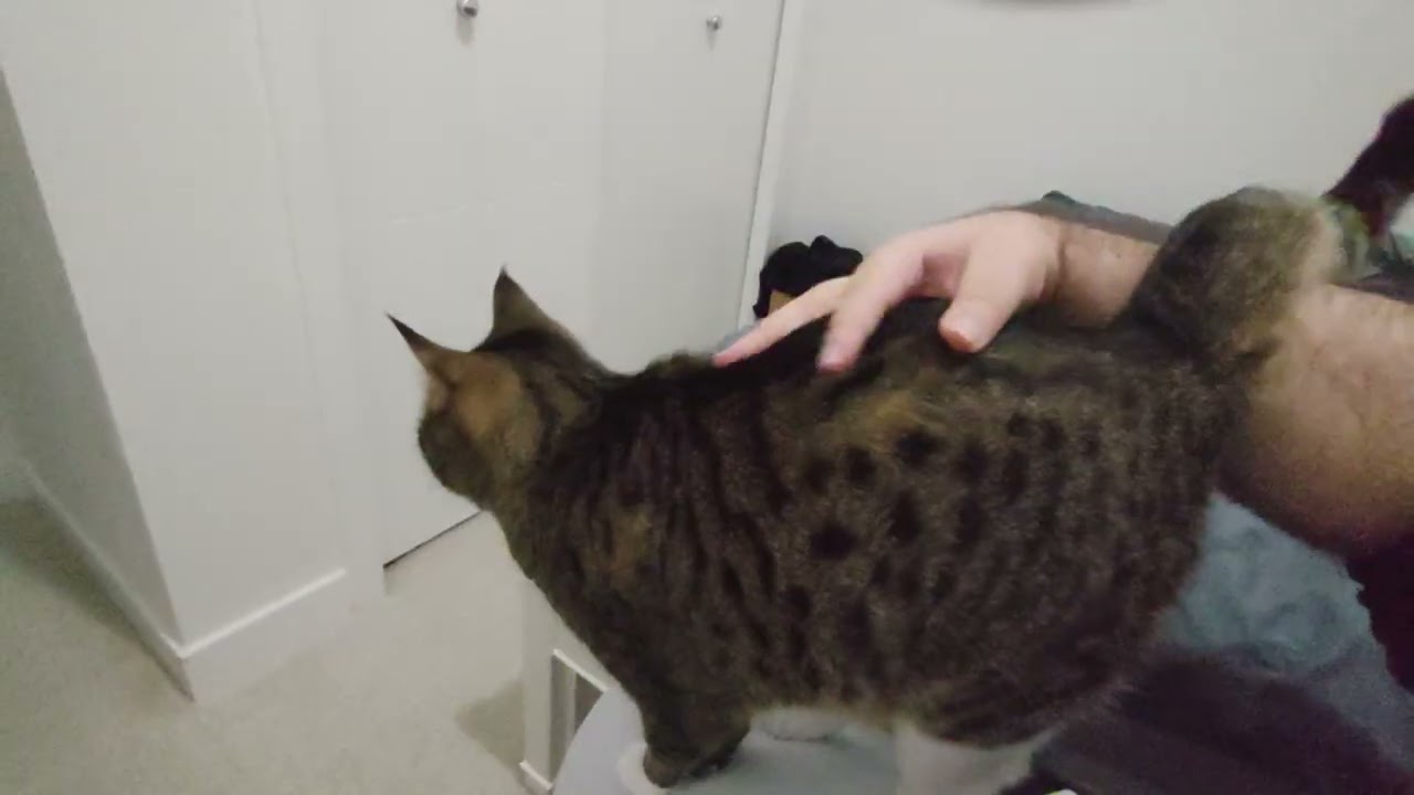 Kitty couldn't resist the pets 😺