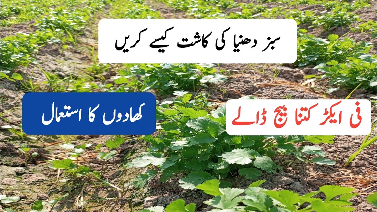 سبز دھنیا کی کاشت 
