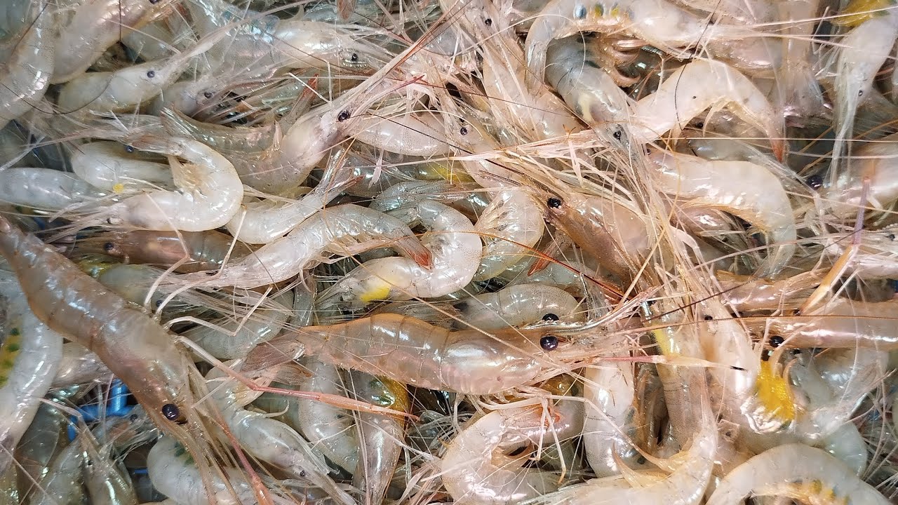 সোমবারই বাজারে আজকের মাছের দাম সাতক্ষীরা জেলা মহেশ্বর কাটি বাজার সরাসরি নামগুলো বলা হচ্ছে 