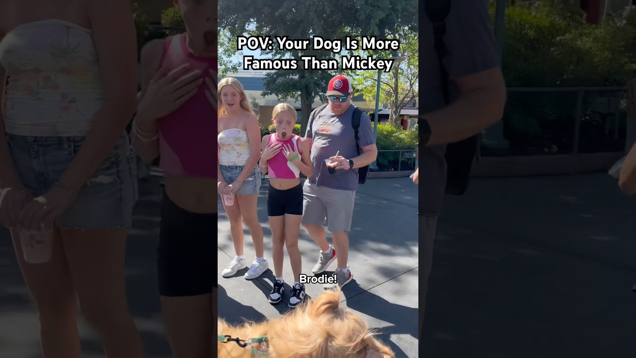 People Reacting To My Famous Dog At Disney World! #goldendoodle #disneyworld #petfluencer #reactions