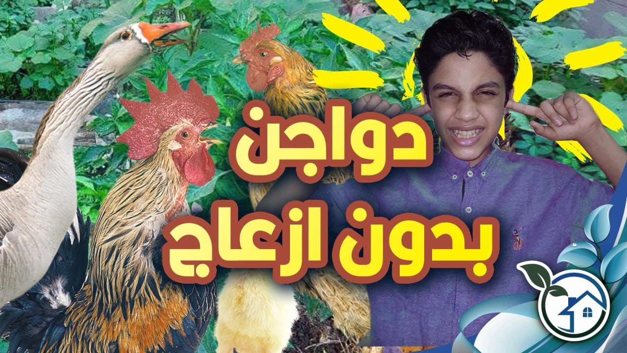 كيف نعالج مشكلة الازعاج والروائح الكريهه للطيور أثناء التربيه على السطح