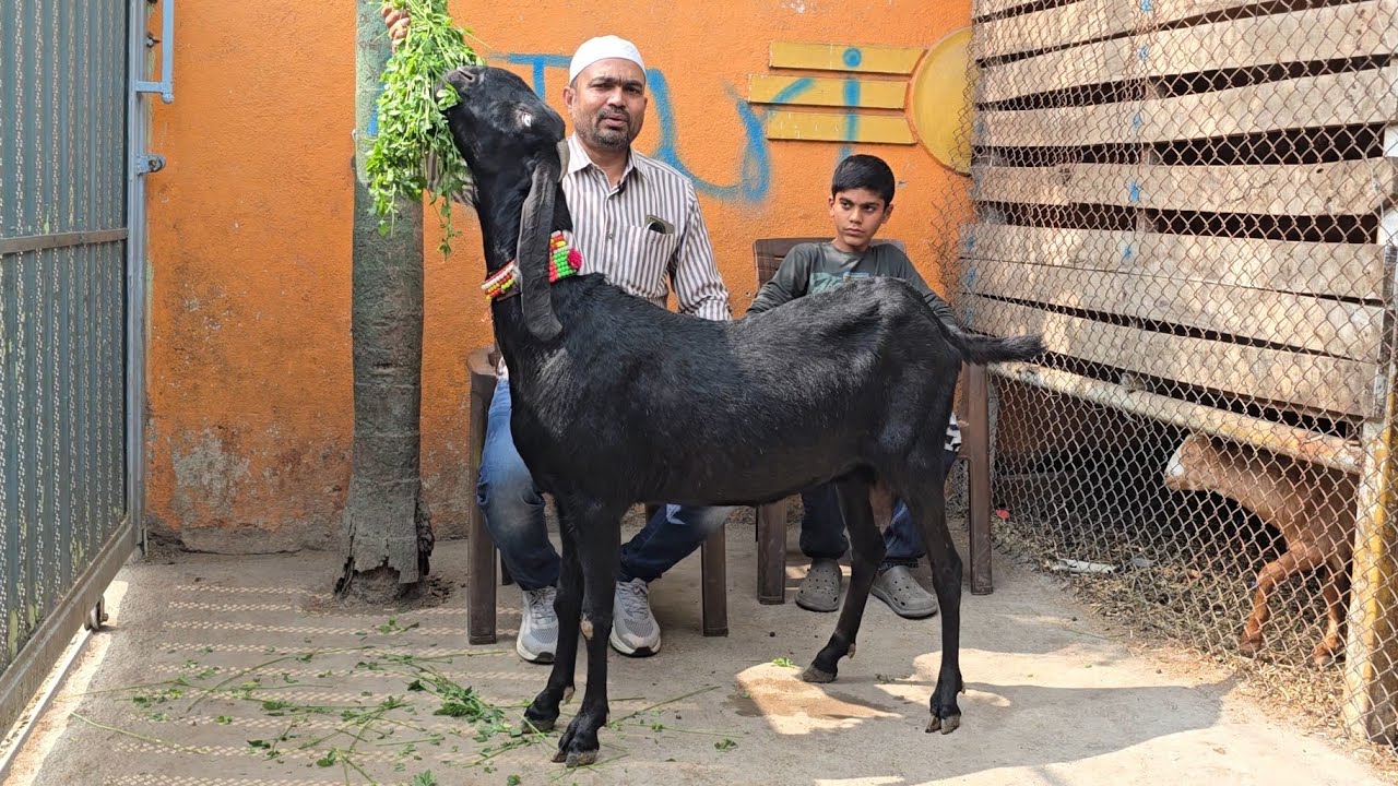 Akhil bhai ka Dhamaka Offer on Beetal Goats at Jariwala Goat Farm Yeola Maharashtra 