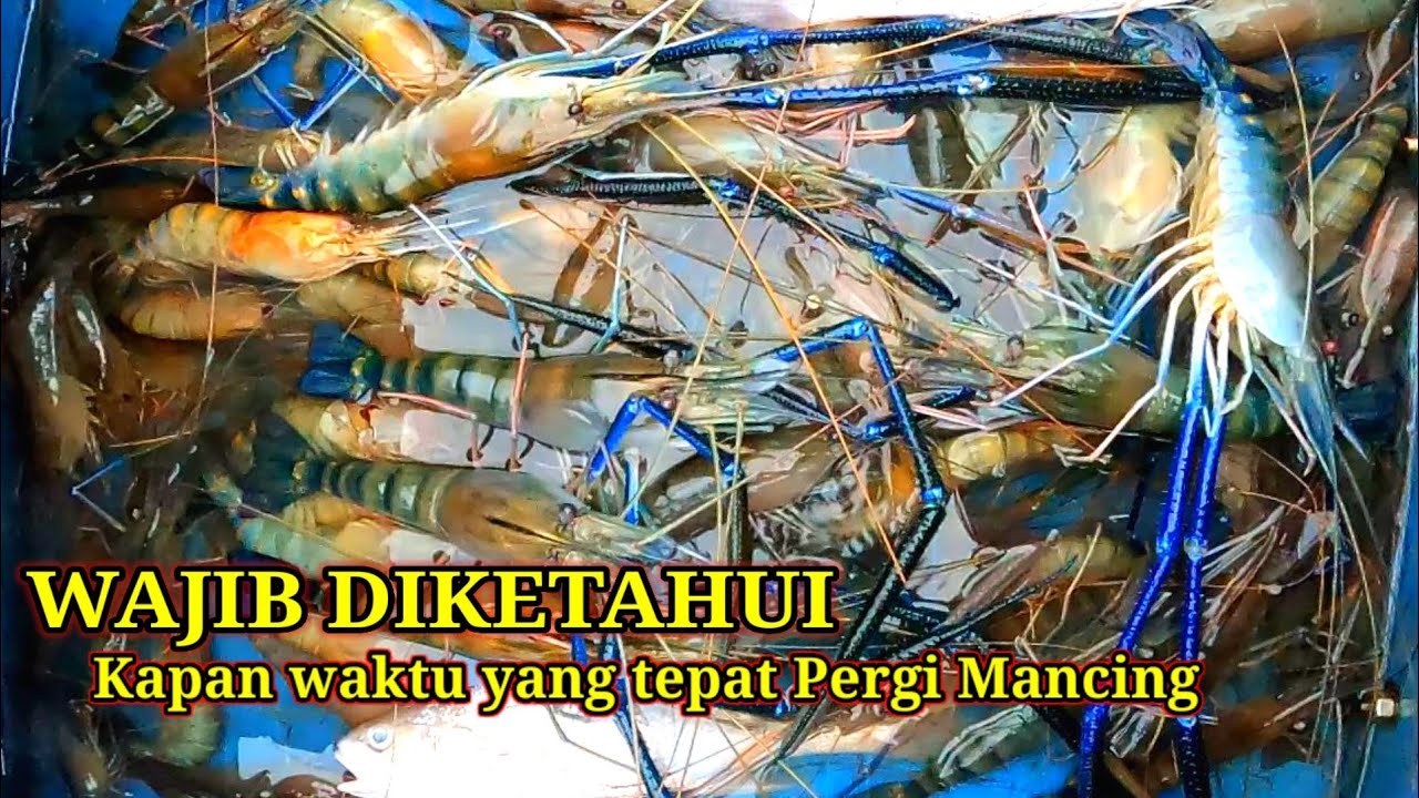 INFO PENTING..!! Waktu yang Tepat Mancing Udang Galah di Segala Lokasi #297