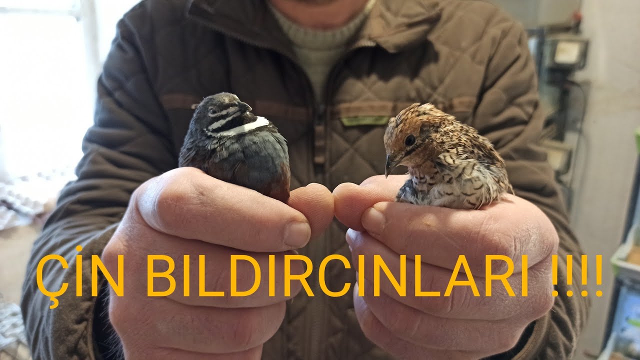 ÇİN BILDIRCINI KAFESİ NASIL YAPILIR !!!! #kalebıldırcın #çinbıldırcını #kuluçaklıkyumurta !!!!