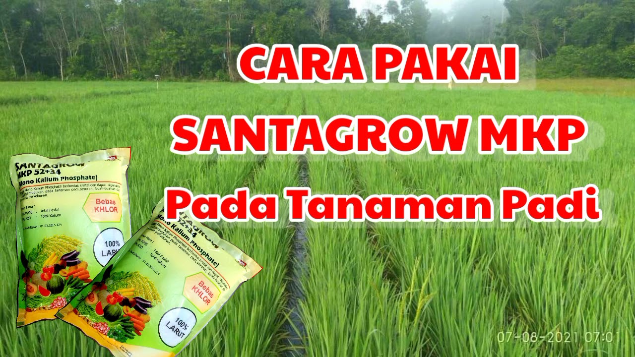 Cara Pakai Santagrow MKP pada tanaman Padi