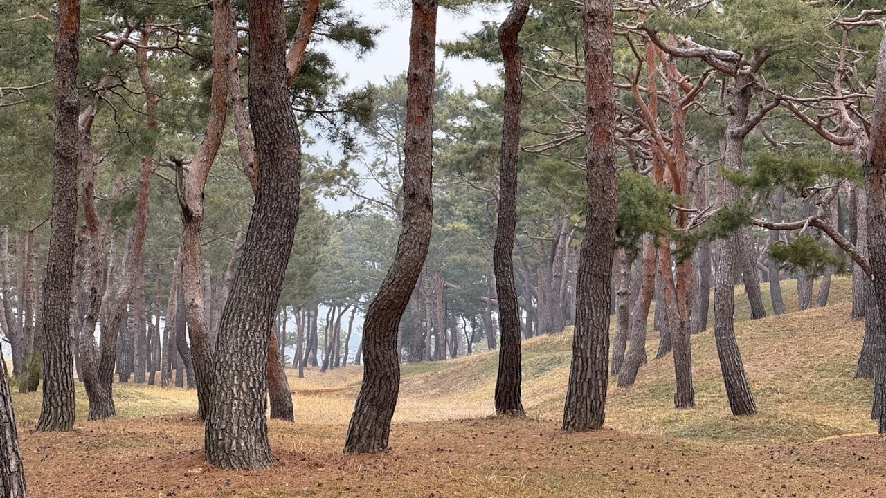 Exploring Korea’s Pine Forest in Gongju on a Dusty, Hazy Day[4k]