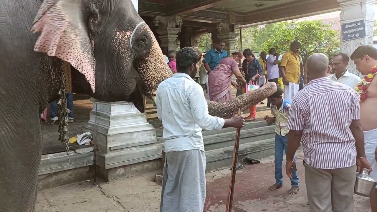 Srirangam Temple Elephant blessing in divinely | Srirangam Amma mandapam Elephant | Temple Elephant