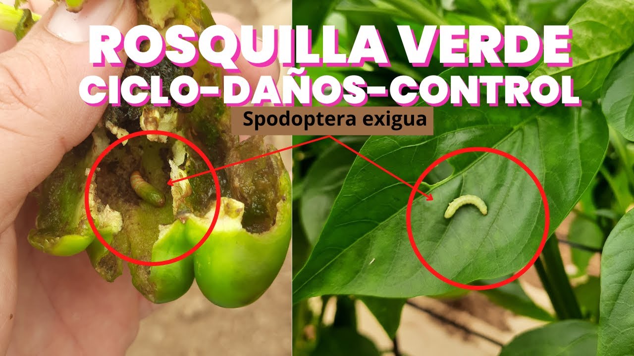 Rosquilla Verde (Spodoptera exigua) Ciclo Vital-DAÑOS-Control Biológico