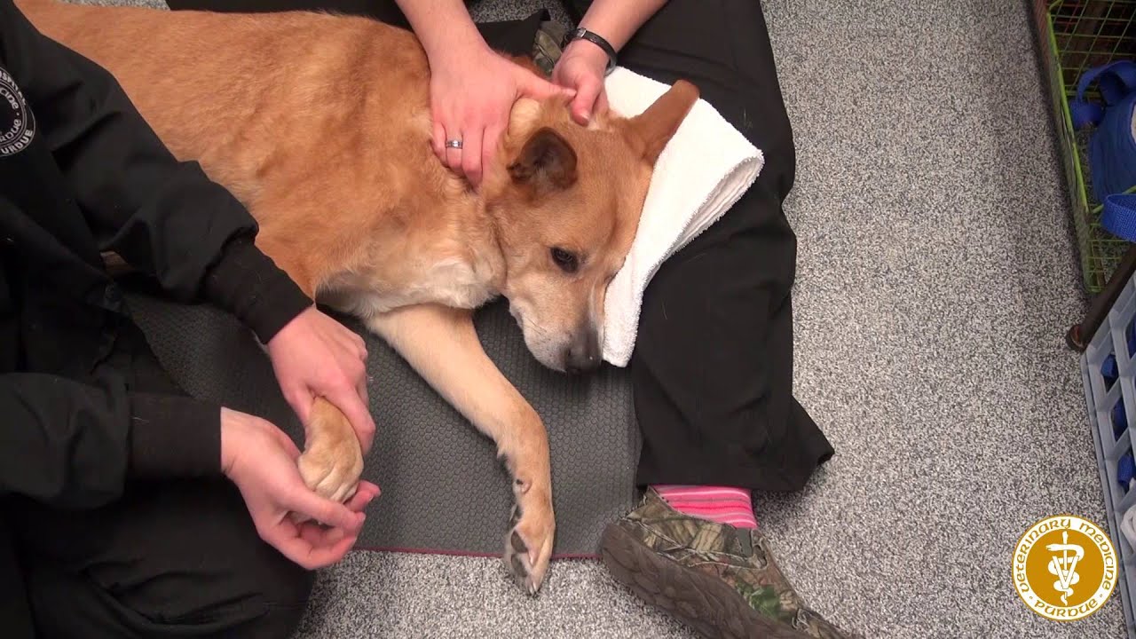 Passive range of motion exercises in a dog