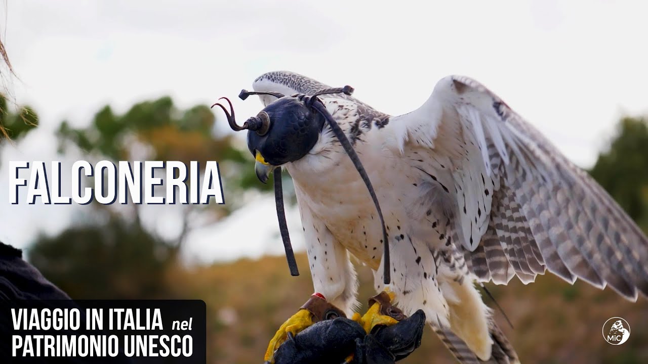 Viaggio in Italia nel Patrimonio Immateriale UNESCO: Falconeria, un patrimonio umano vivente