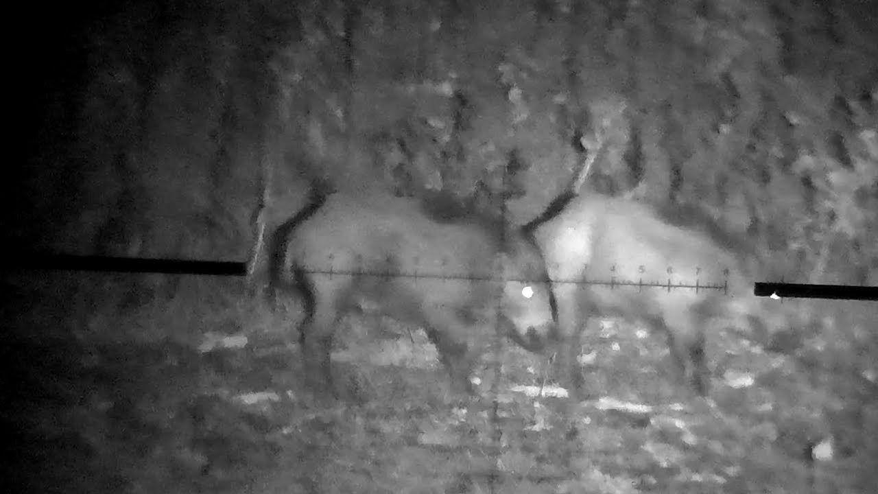 Wild boars SYTONG HT-77 IR-850