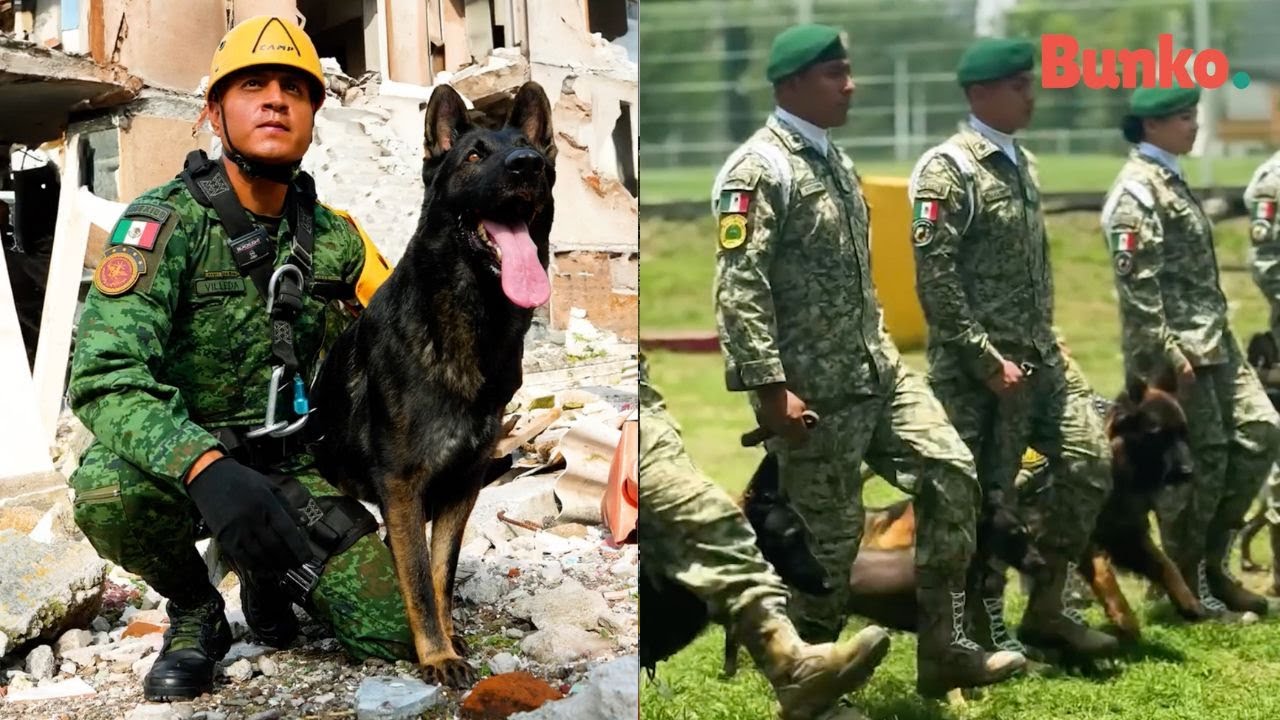 Escuadr&oacute;n Proteo: la unidad canina creada en honor al inolvidable perro rescatista🪖🫡🐾