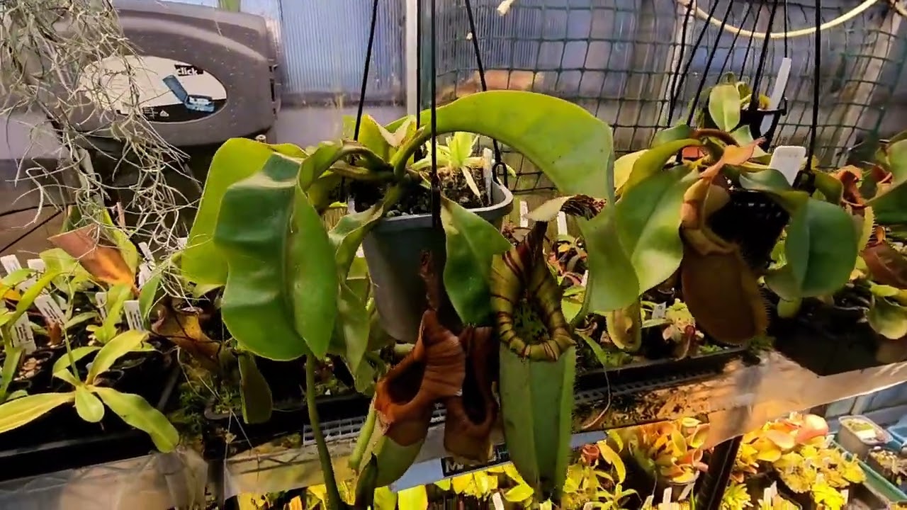 Nepenthes veitchii spotlight, my favorite carnivorous plants