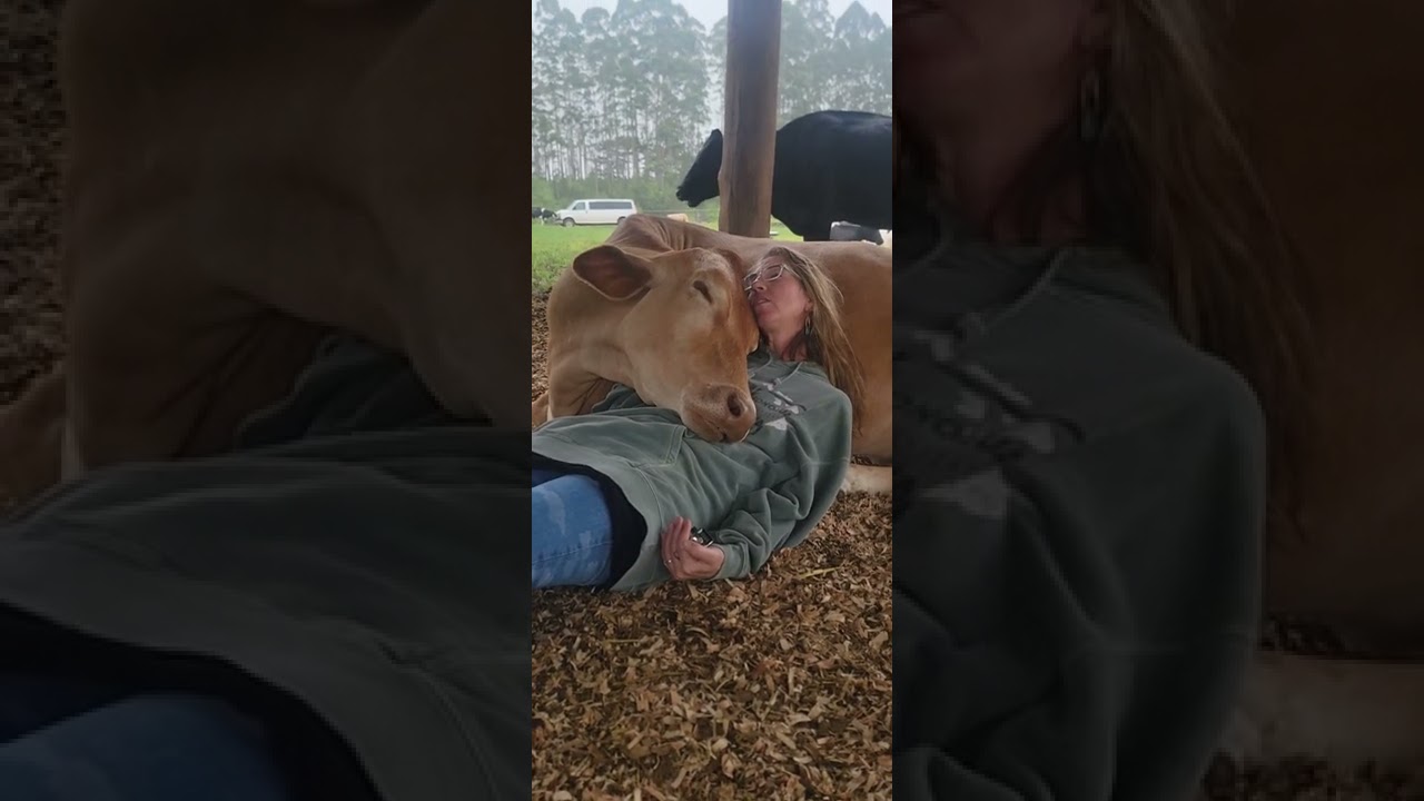 Woman Enjoys a Gentle Moment at Sanctuary with Cow: 'Cow Cuddle Therapy'