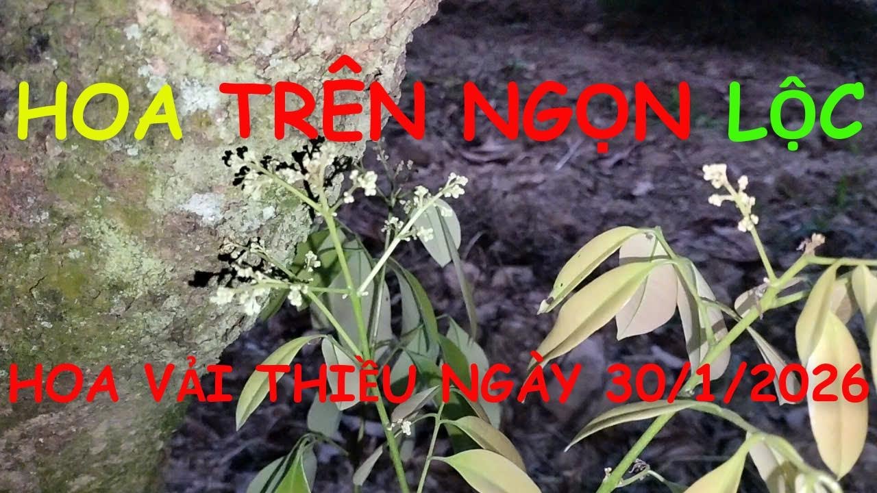 Không hiểu nên vải mất mùa?
