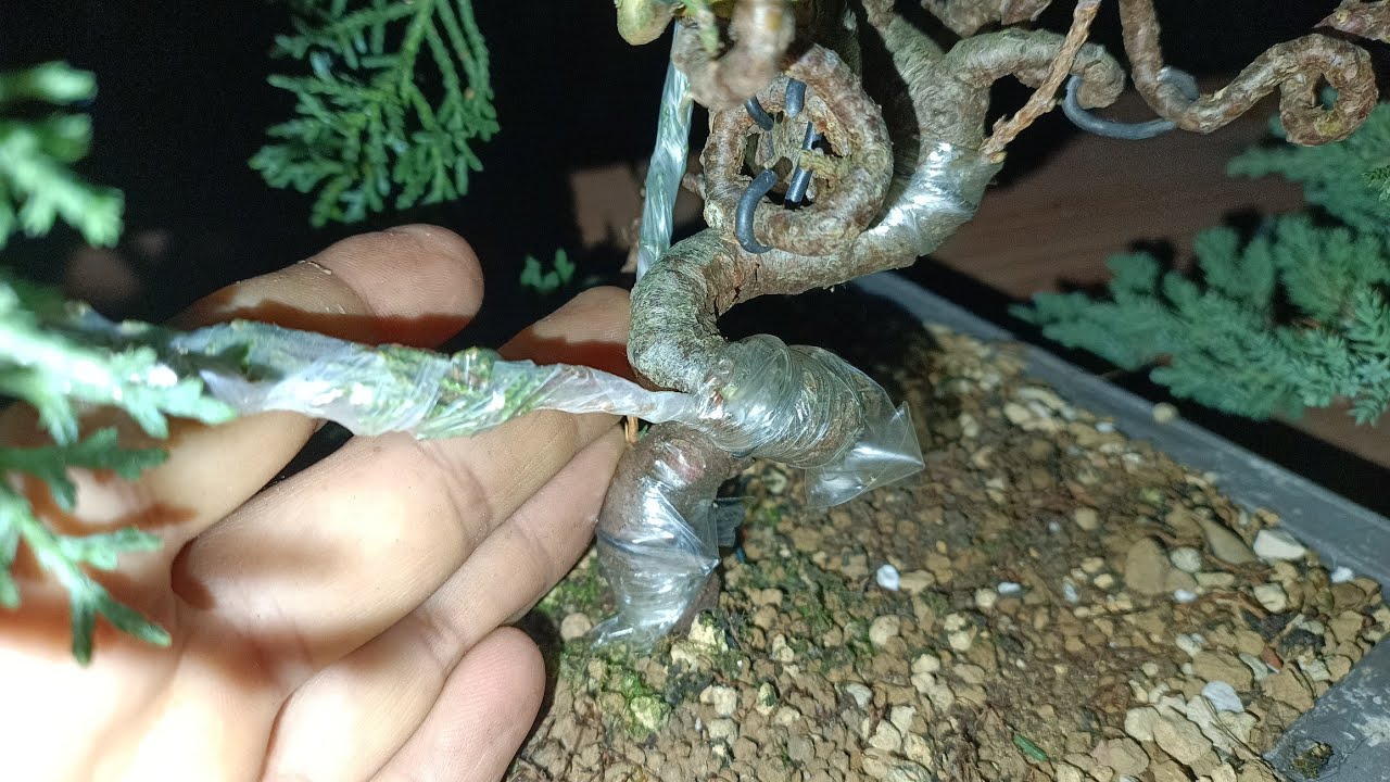 nuevo experimento de bonsai, injerto de itoigawa sobre ciprés