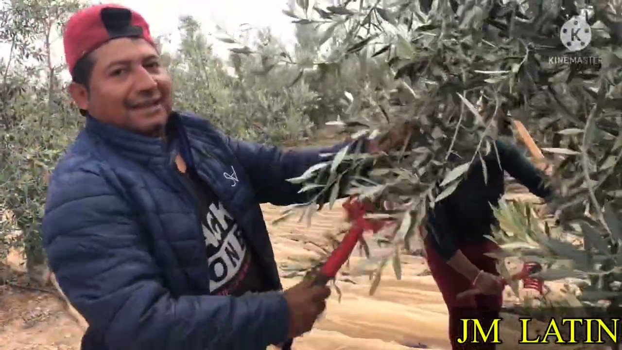 RECOLECCIÓN DE OLIVA ESPÁÑA JUMILLA EN FAMILIA 2022 DIOS LOS BENDIGA