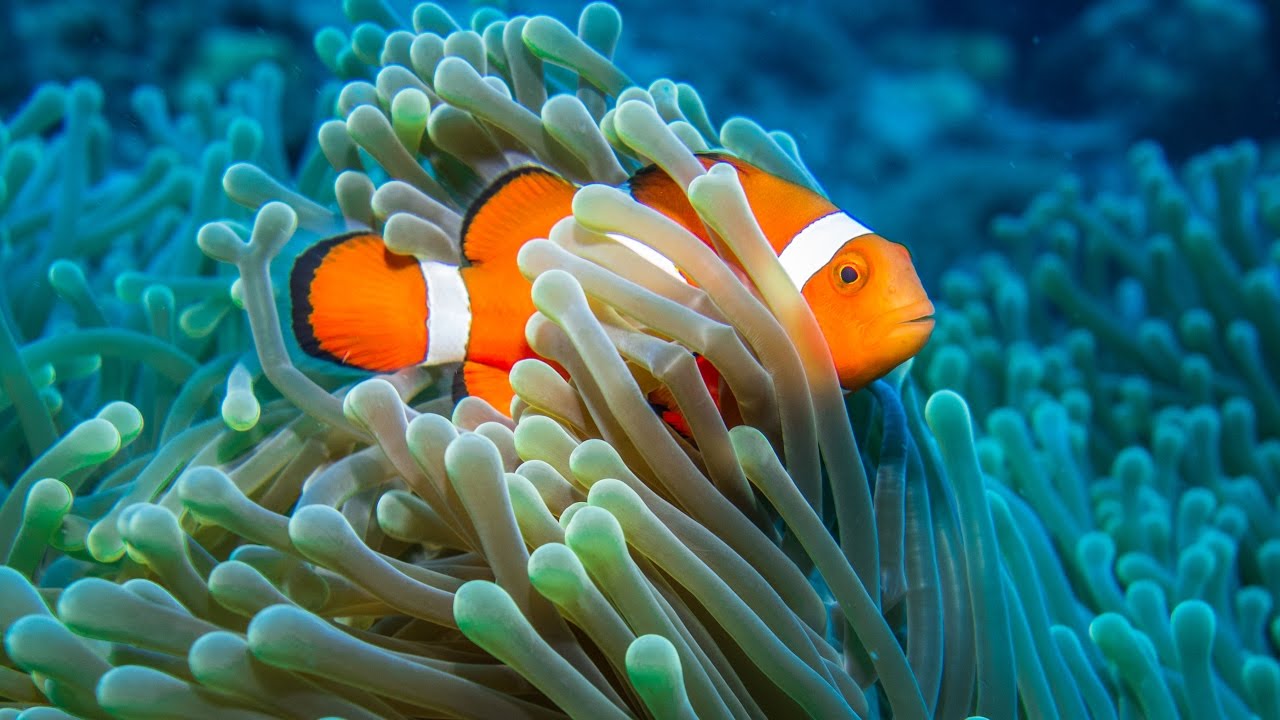 gopro + Sony RX100 / diving Dauin / Philippines 2016