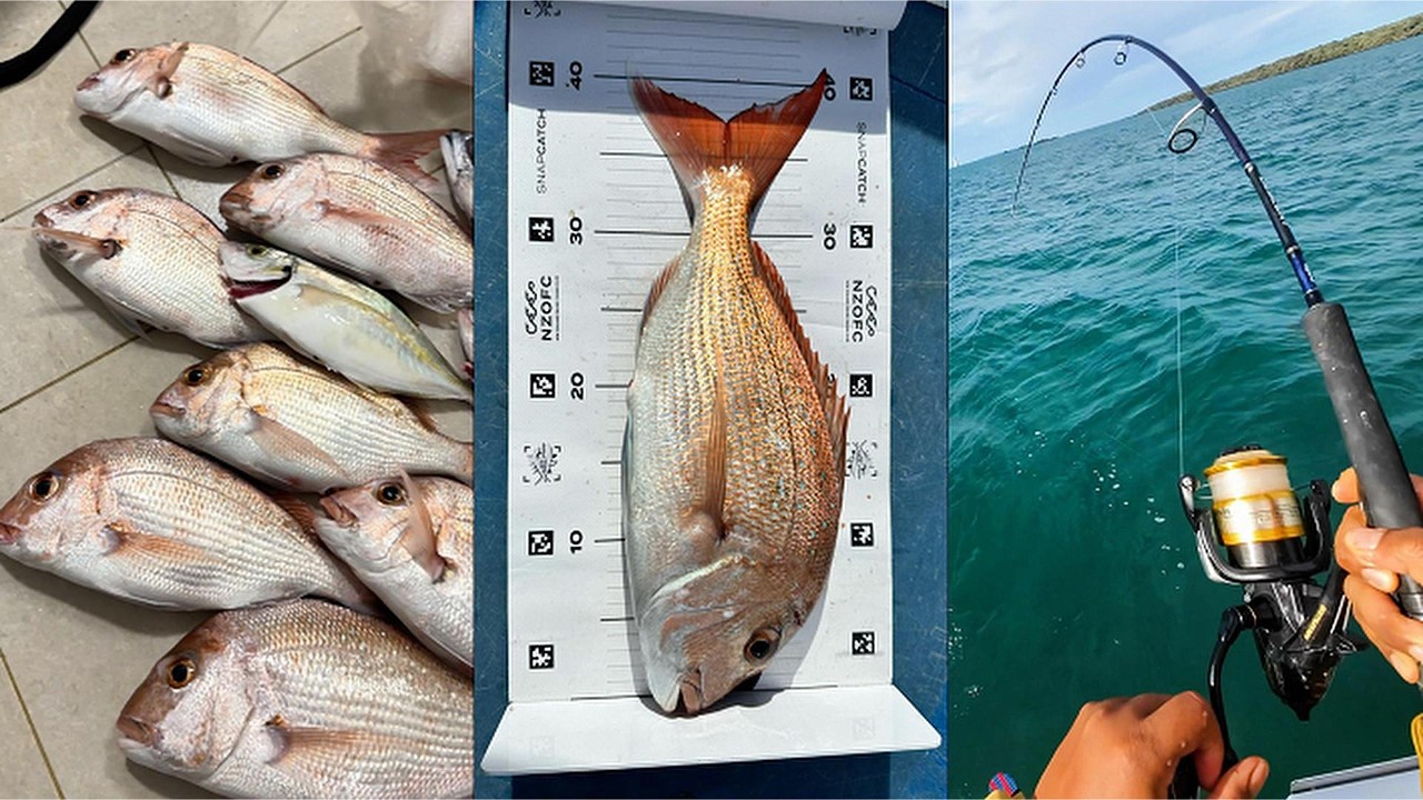 Grinding for NZ Snappers: Auckland Evening Charter Mission