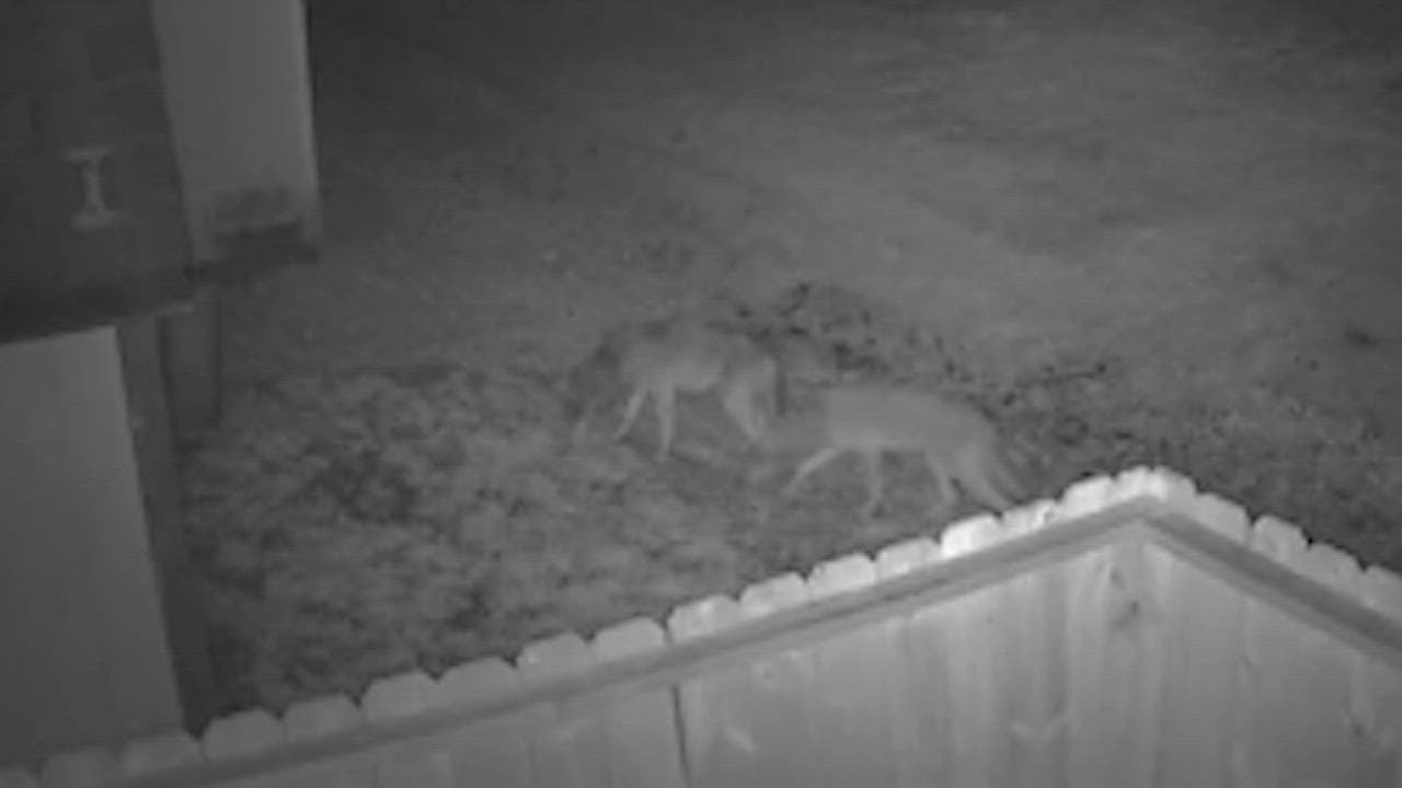 Coyotes are running wild in Deer Park. Here's what the police are doing to stop them