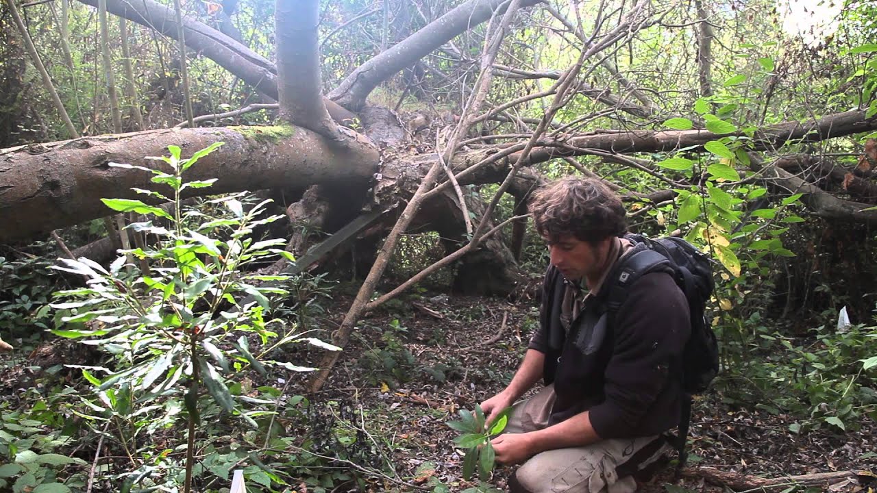 Lobos Creek - Riparian Forest