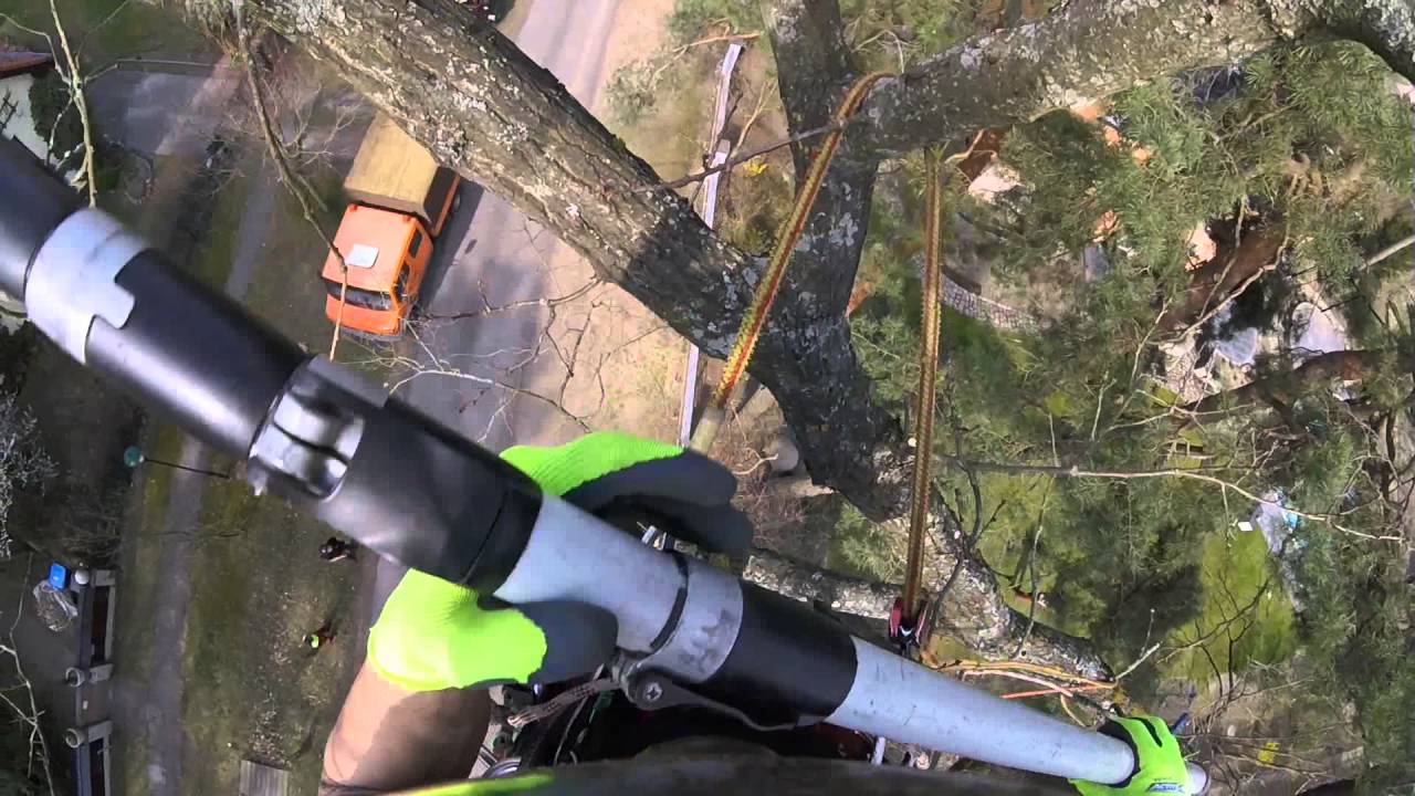 Kiefern und Eichenpflege in Seilklettertechnik - Tree Care