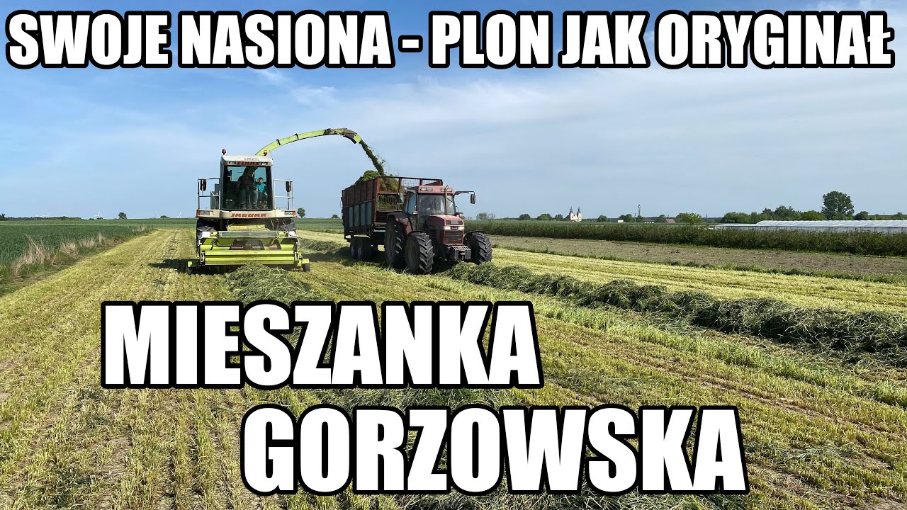 CZY WARTO ZASIAĆ MIESZANKĘ GORZOWSKĄ ?
