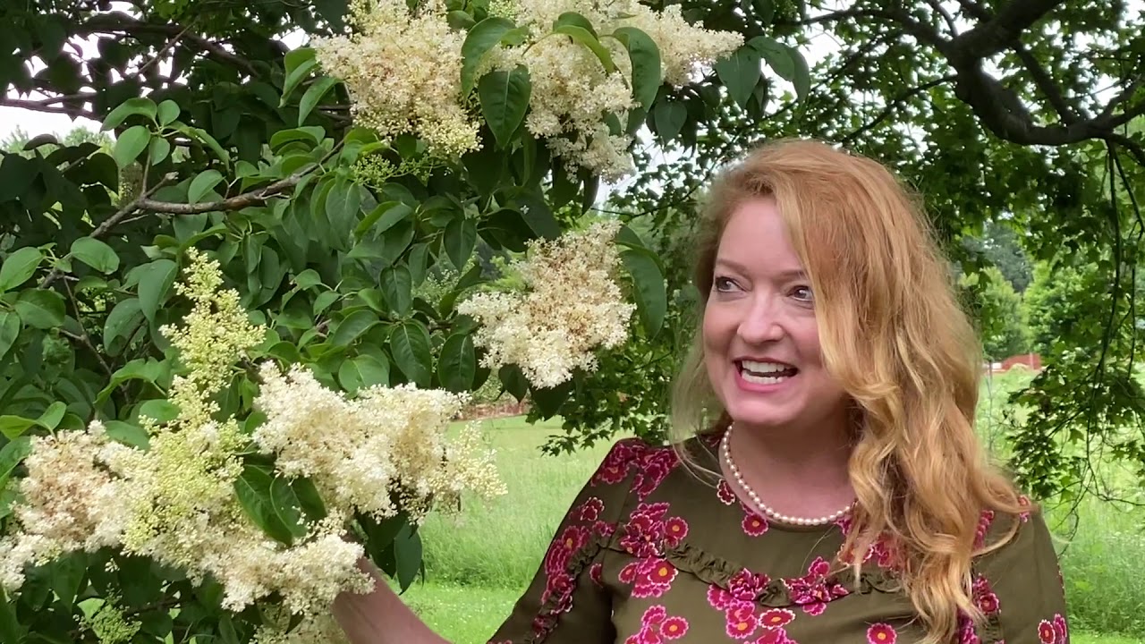 Take a Walk with Tavia #20 - Lilac Tree