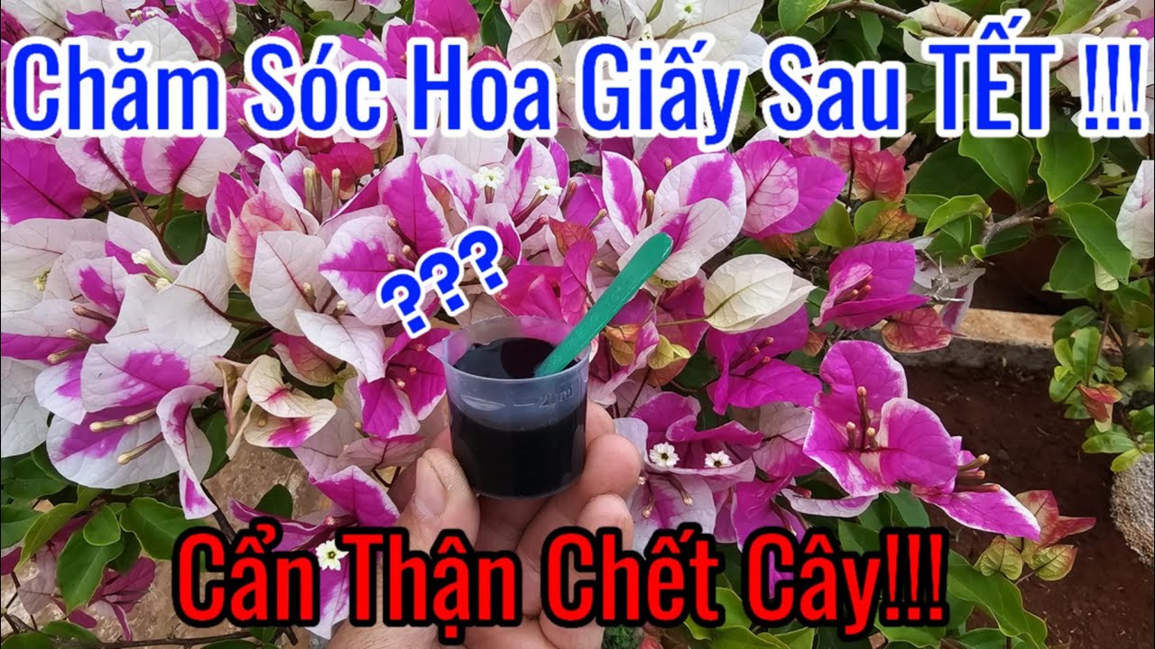 CHĂM SÓC HOA GIẤY SAU TẾT !!! Cẩn Thận Chết Cây.