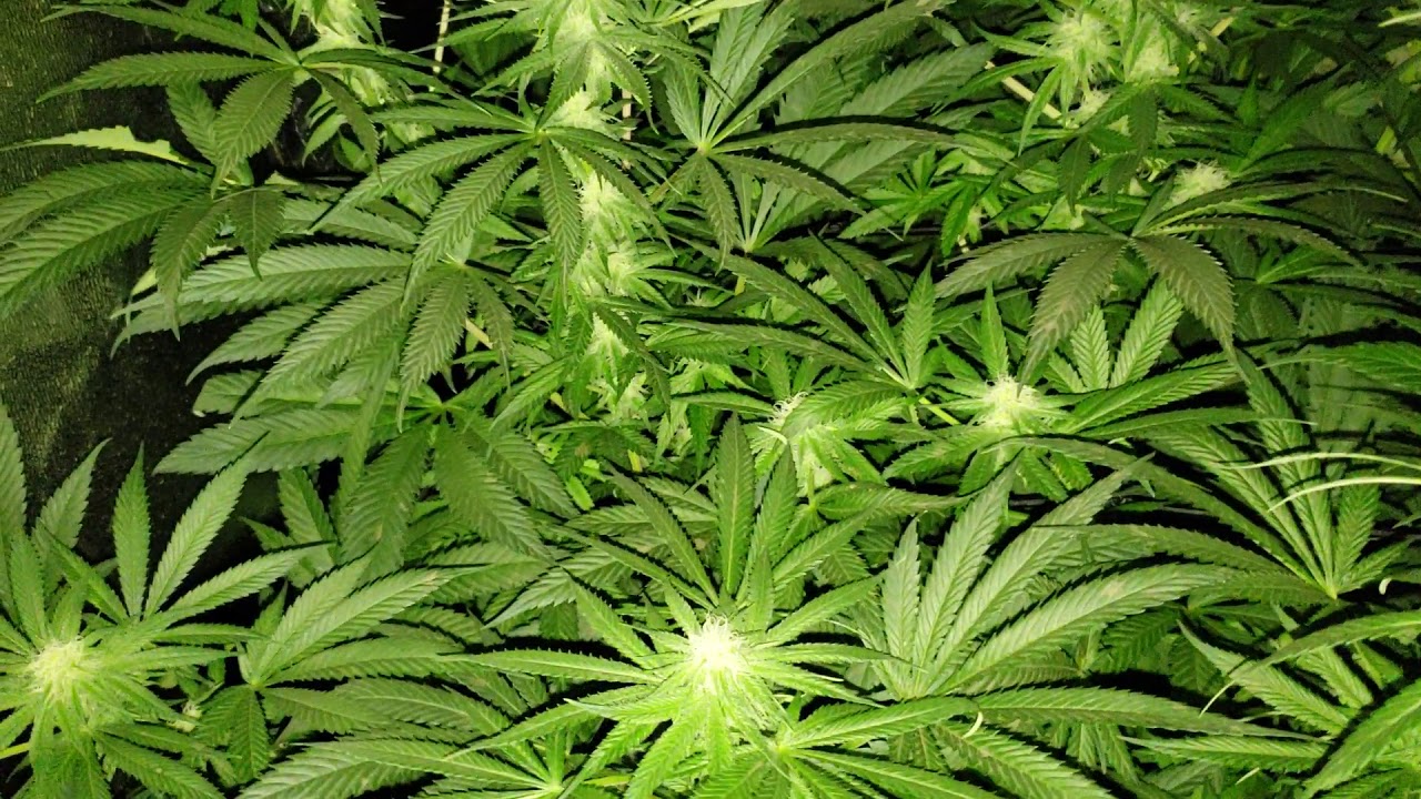 Day 24, (Lights off)Afghani Kush, Cinderella 99, Pink Kush and AC/DC