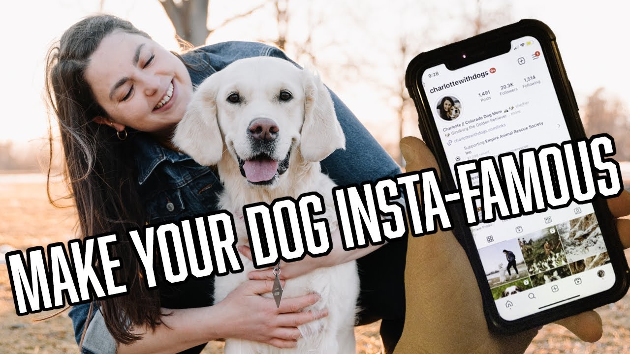 If I were starting a dog instagram in 2025, this is what I'd do...