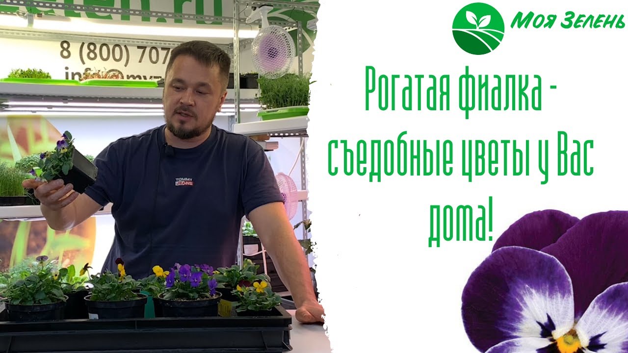 Фиалка рогатая - Как вырастить дома? Съедобные цветы.