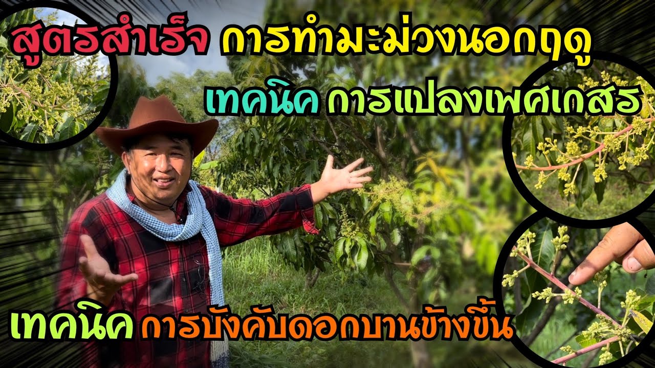 การทำมะม่วงนอกฤดู EP.3 : สูตรสำเร็จการทำมะม่วงนอกฤดู โดย อ.ตุ๊ สวนเกษตรเพชรแพรวา โทร.0983789620