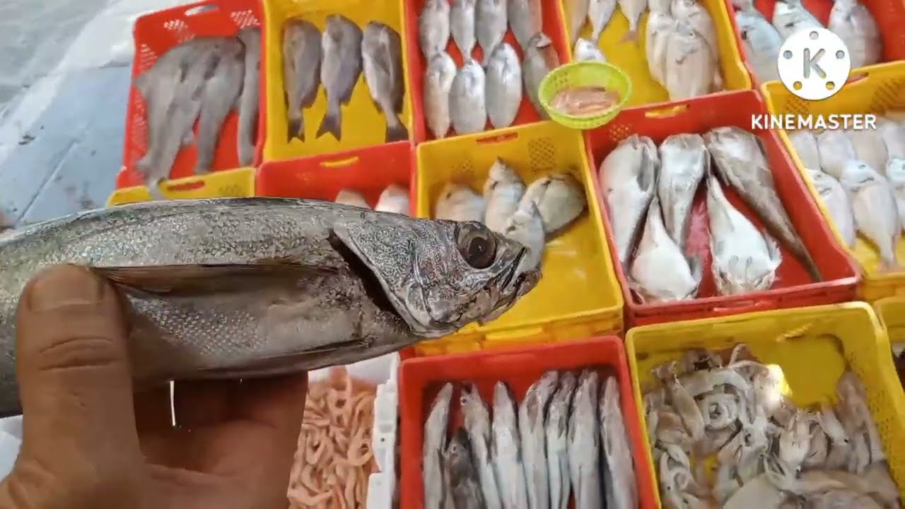 يوم رائع في مريسة دار بوعزة طماريس واجواء رائعةشطحنا مع أحواش