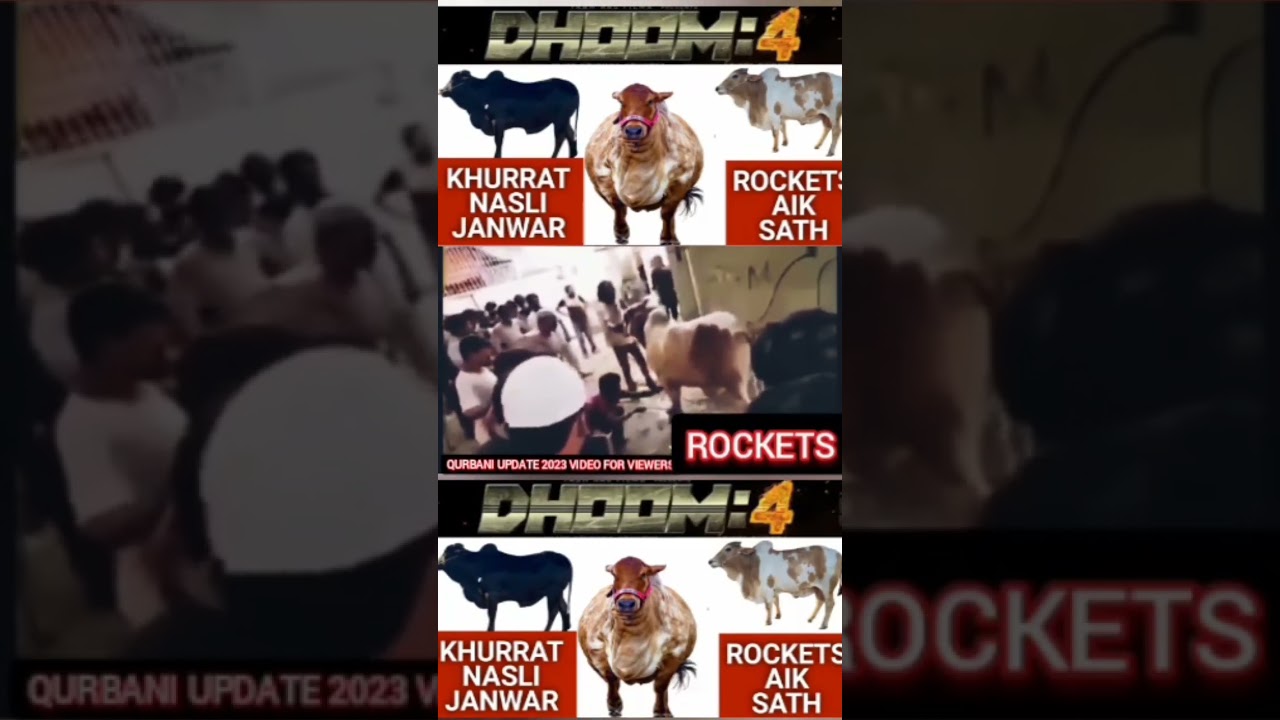 #Dhoom #cow #Qurbani #animal #pathan  #No1Trending #rocket #viral #mandi #khurrat #camels #live