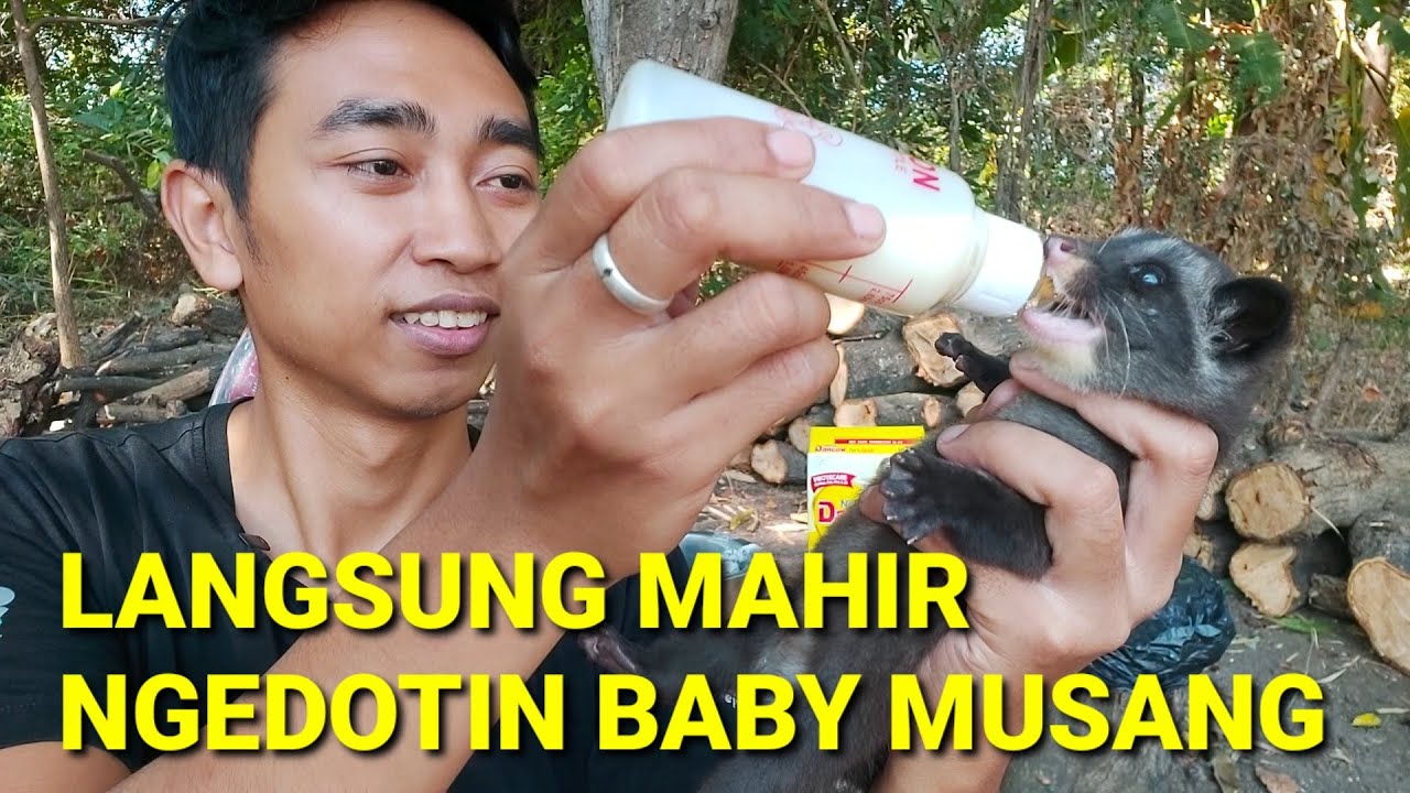 BAYI MUSANG SULIT NGEDOT?? Pasti Belum Nonton Video ini...