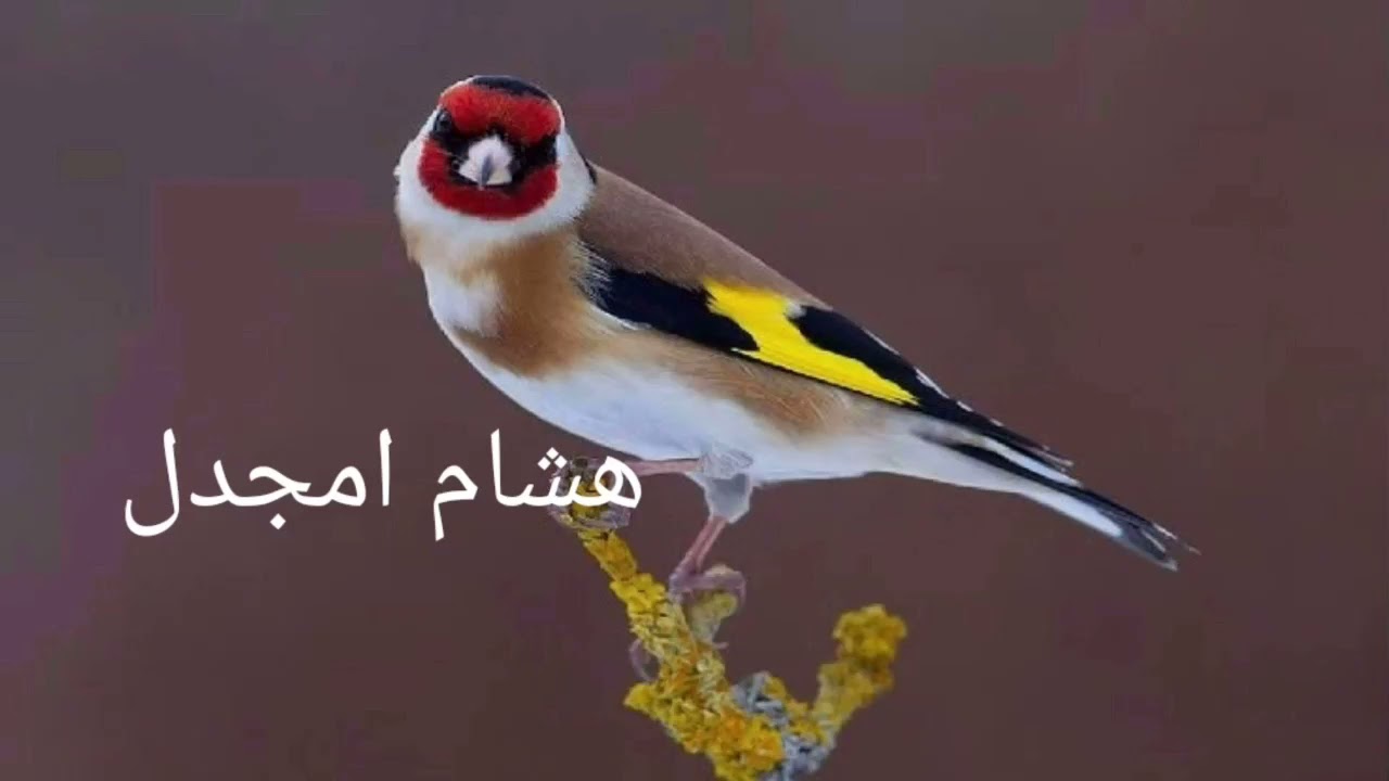 تغريد حسون دالي ابراهيم بني مسوس لقم ابصحتك صافي جدا