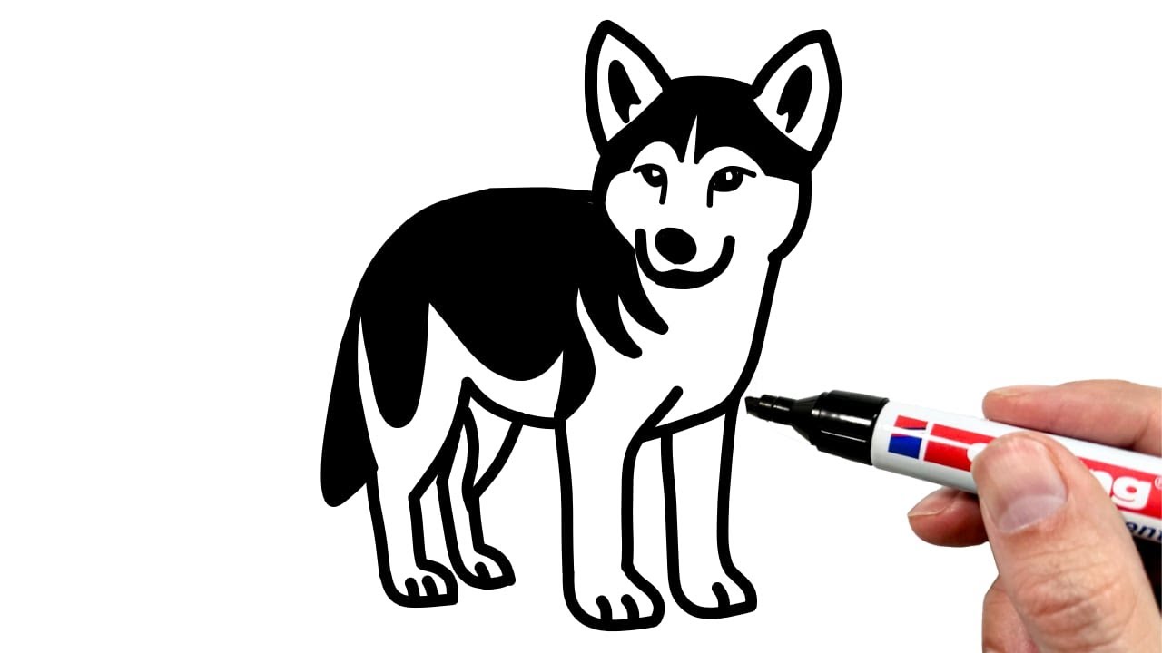 How to Draw a Dingo