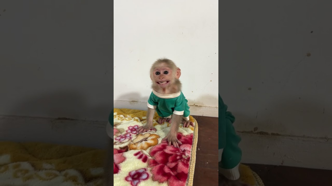 Minea Very N-as-t-y #monkey #monkeymonny #babymonkey