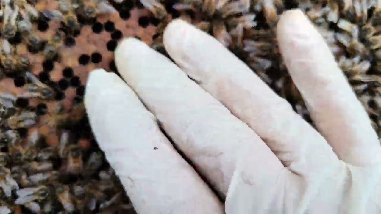 LA PESTE EUROPEA: come comportarsi nel caso in cui la patologia è agli inizi 04-03-2025