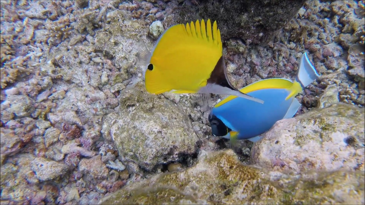 Pinzett-Halfter-Wimpel Fische (Compilation)