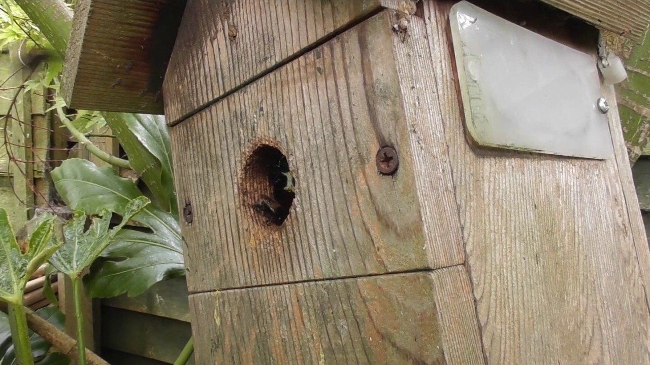 Masonry Bees, thriving in one of my bird boxes .