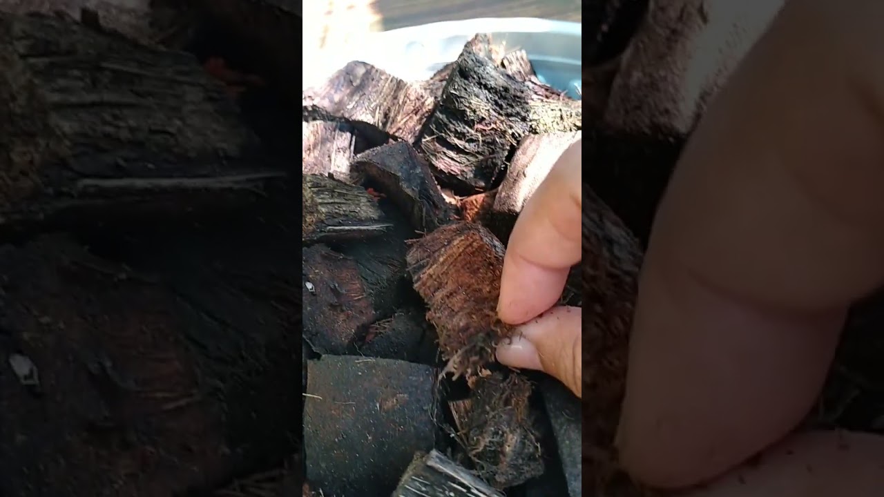 Cobra Fern Propagation
