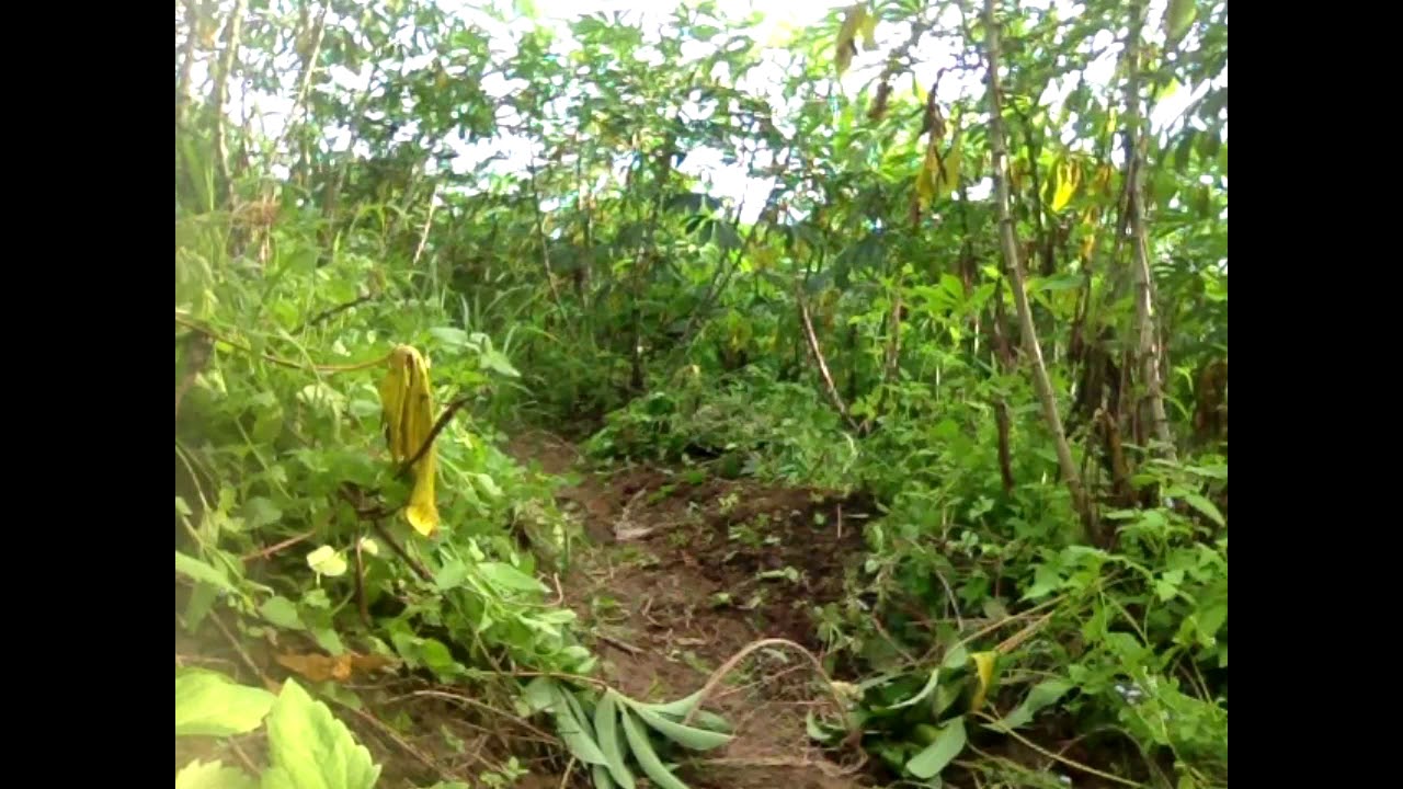 Find Quail in forest trap​​ - Easy Deep Hole Quail - How to Find Trap quail Pailin